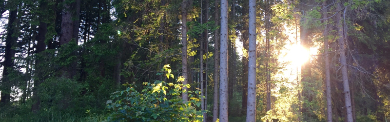 Zen Leadership, Intuition und Kreativität  